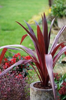 Cordyline fruticosa ‘Pink Diamond’