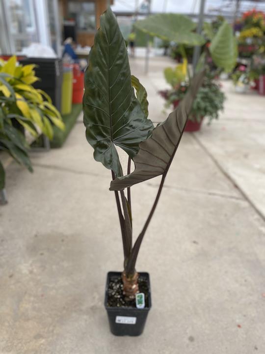Alocasia ‘Melino’