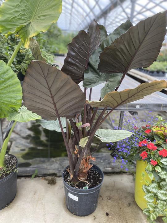 Alocasia ‘Melino’ 5 gallon
