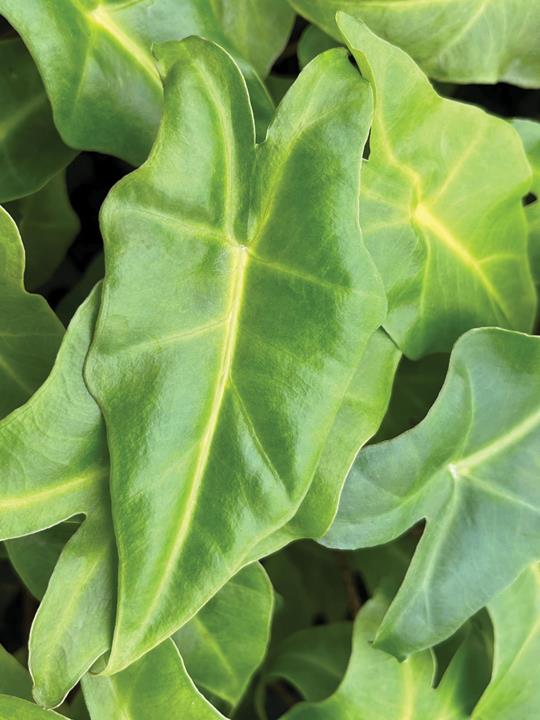 Alocasia (lutea x sarian) 'Golden Dragon'