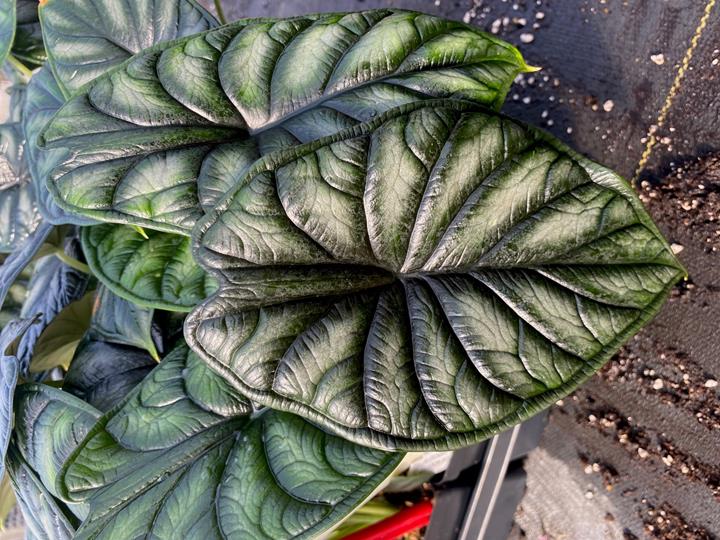 Alocasia baginda ‘Dragon Scale’