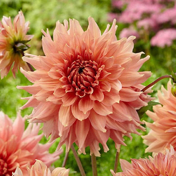 Dahlia Géant Dinnerplate Fairway Spur