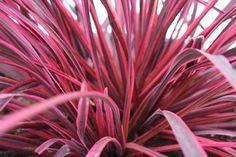 Cordyline festival Raspberry