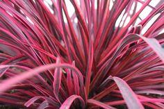 Cordyline fruticosa 'Pink Passion'