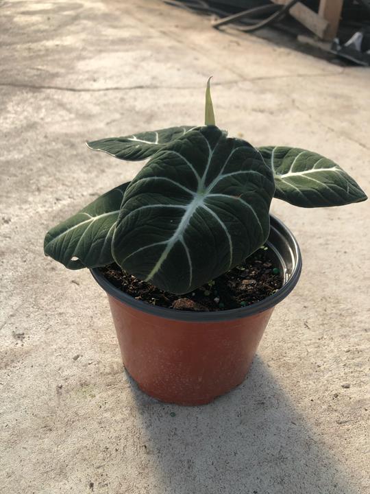 Alocasia reginula 'Black Velvet'