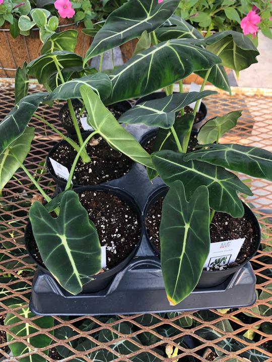 Alocasia Imperial Red