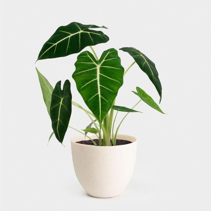 Alocasia micholitziana ‘Frydek’