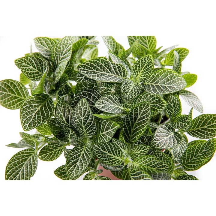 Fittonia 'Zebrano'