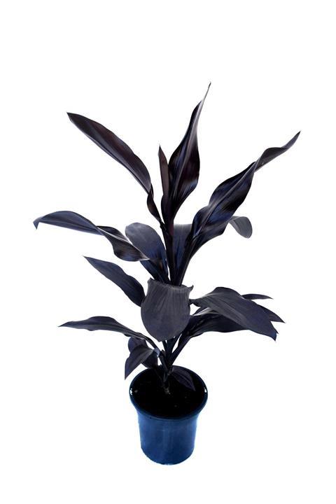 Cordyline fruticosa Caruba™ Black 