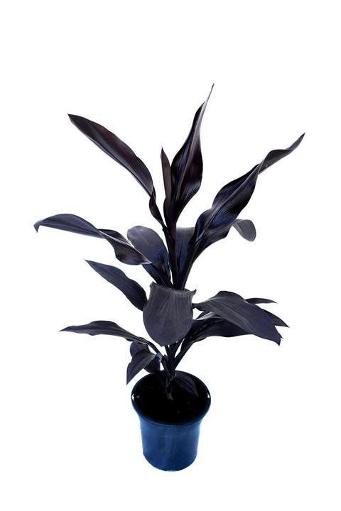 Cordyline fruticosa Caruba™ Black