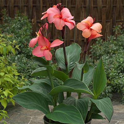 Canna Cannova® ‘Mango’