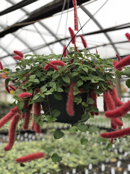 Acalypha pendula (Firetail Chenille Plant)