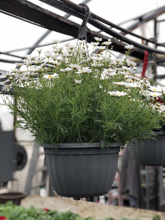 Argyranthemum frutescens 'Comet White'