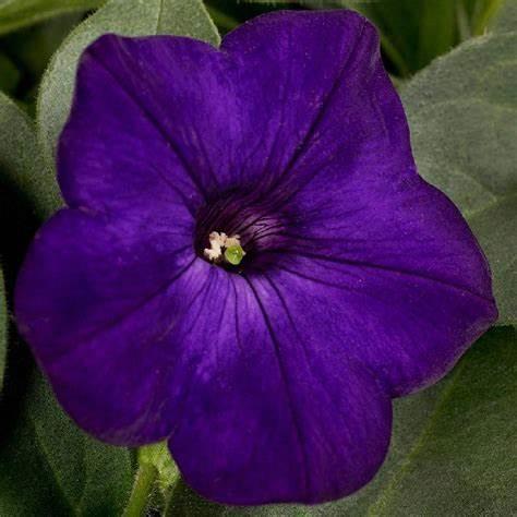 Petunia Ray™ Blue