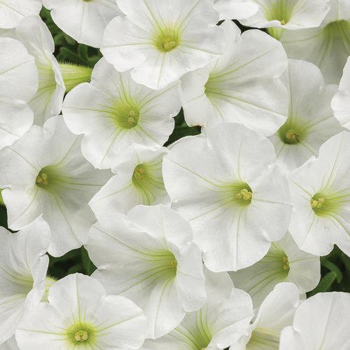 Petunia Supertunia Mini Vista® White® 