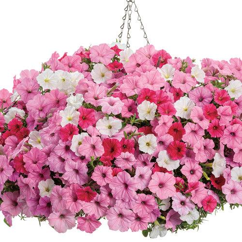 Petunia Supertunia Vista® mix (plusieurs choix)
