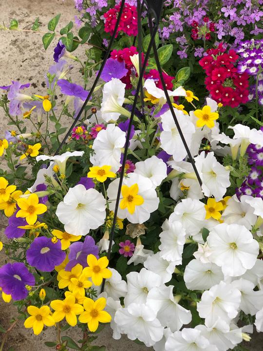 Jardinière mixtes (plusieurs modèles)