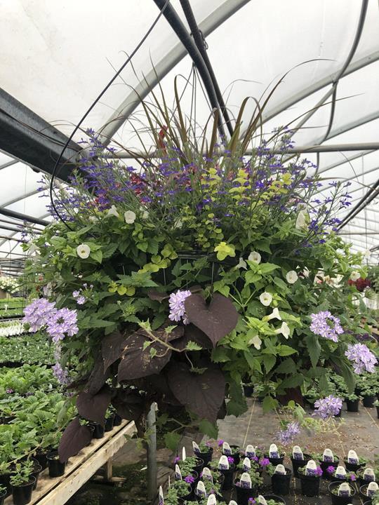 Victorienne 18'' broche mixtes (plusieurs modèles)