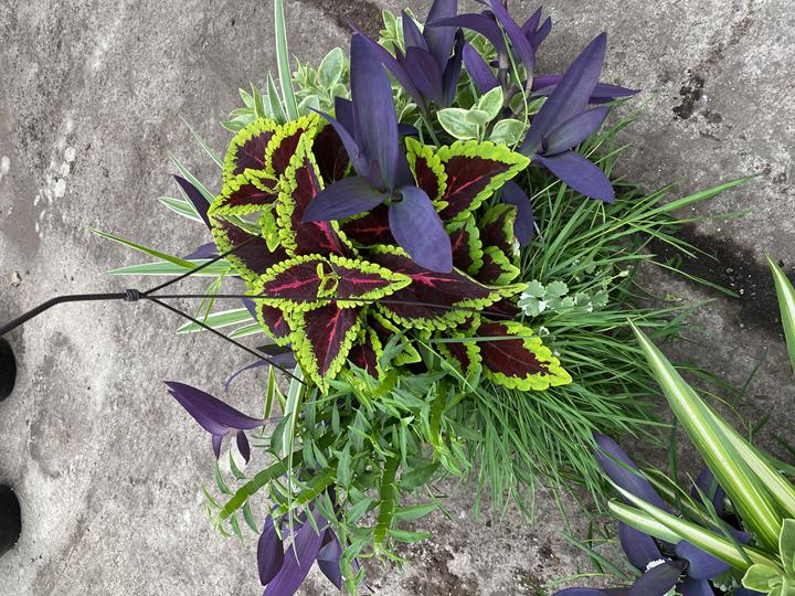 Jardinière 14'' coco PLANTES VERTES UNIQUEMENT (plusieurs modèles)