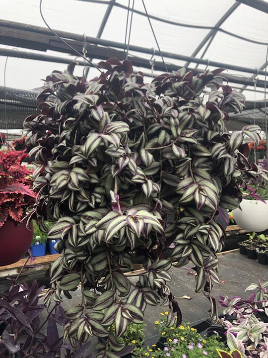 Tradescantia zebrina (wandering jew)