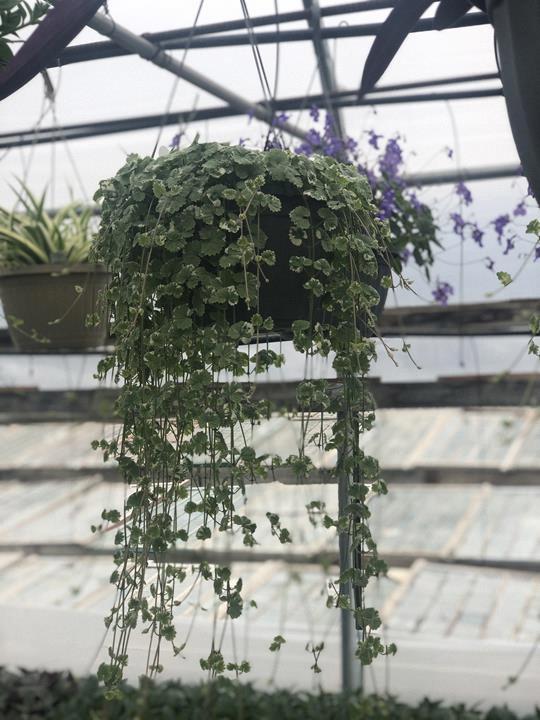 Glechoma variegata