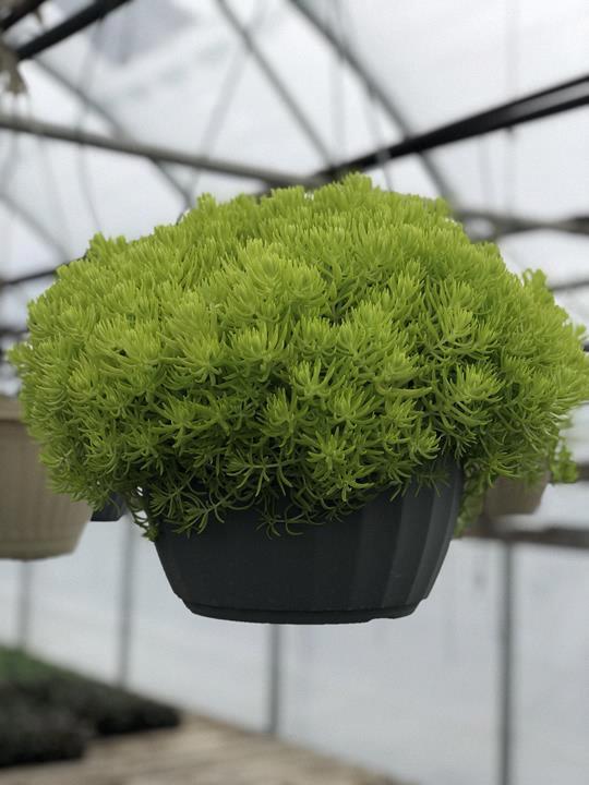 Sedum Lemon Coral