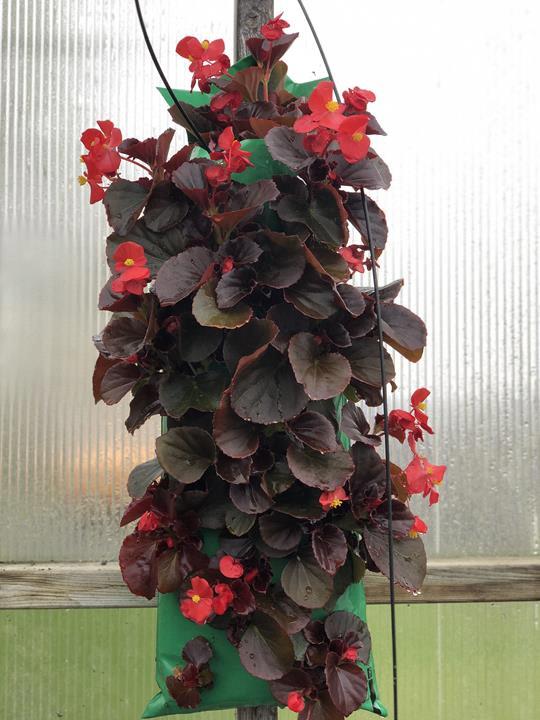 Begonia semperflorens-cultorum (couleurs variés)