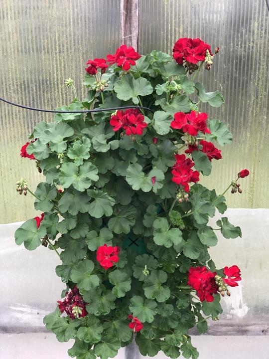 Géranium (couleurs variés)