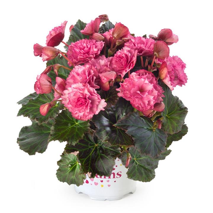 Begonia Reiger Frivola pink