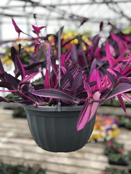 Tradescantia pallida 'Pink Stripes'