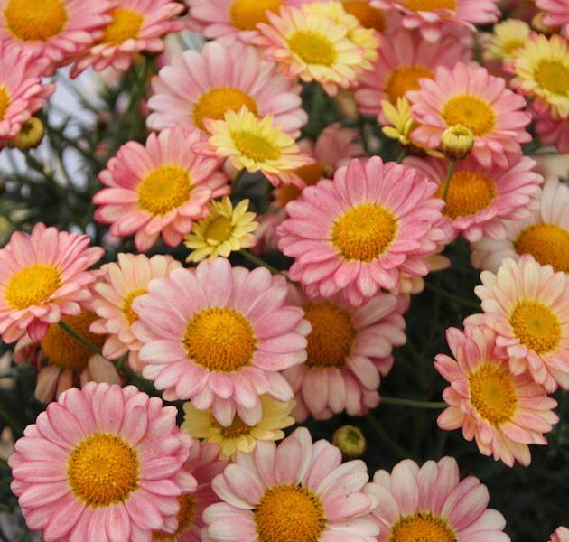 Argyranthemum Aramis® Apricot