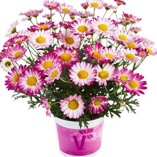 Argyranthemum Aramis® Bicolor Rose