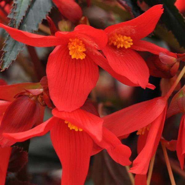 Begonia boliviensis Mistral® Dark Red