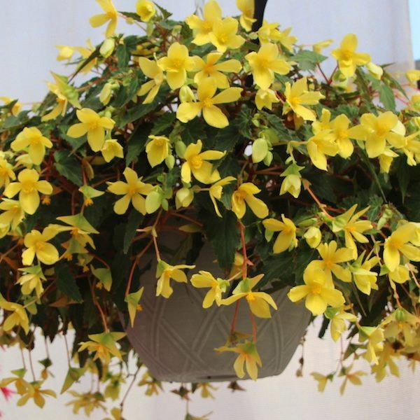 Begonia boliviensis Mistral® Yellow