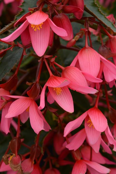 Begonia boliviensis Mistral® Pink