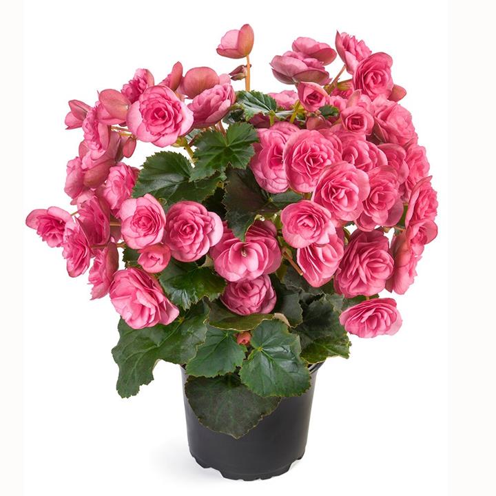 Begonia Reiger Binos pink