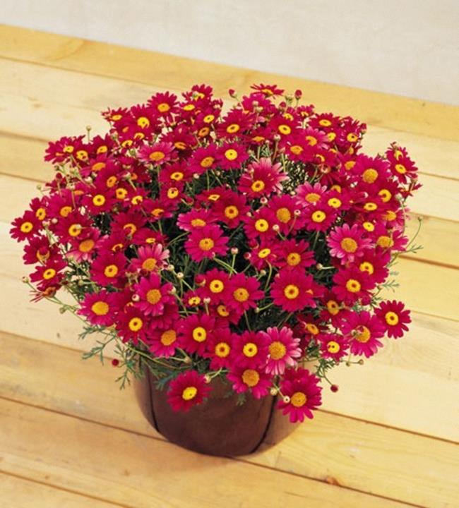 Argyranthemum frutescens 'Comet Red'