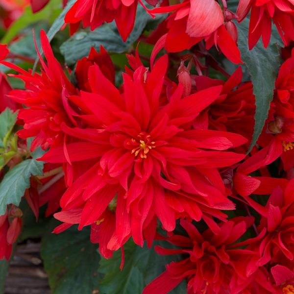 Begonia Funky Scarlet