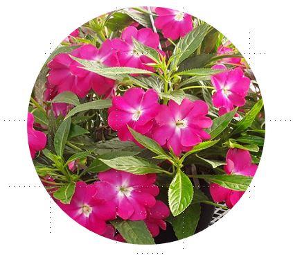 Impatiens nouvelle-guinée Bounce™ Bright Coral