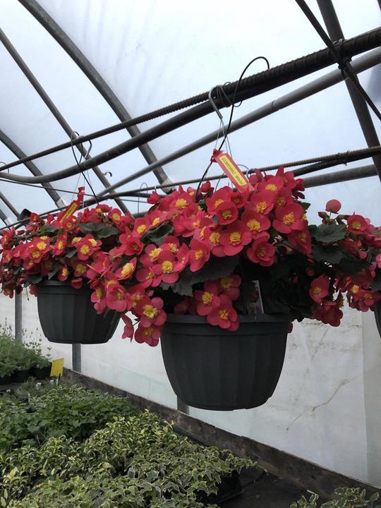 Begonia Reiger Valentino Pink 