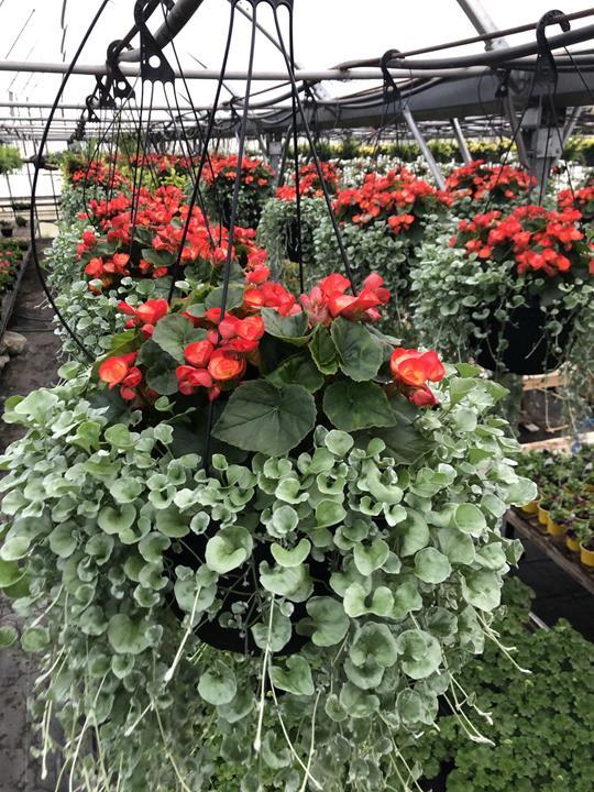 Begonia reiger avec dichondra gris (choix de couleurs)