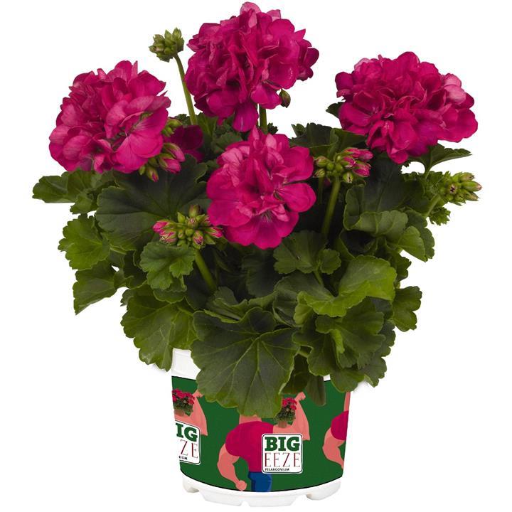 Geranium (interspécifique) Fuchsia blue (Big EZEE™)