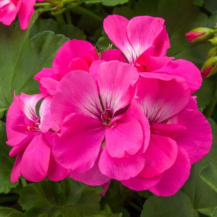 Geranium (interspécifique) Calliope® Large Hot Pink