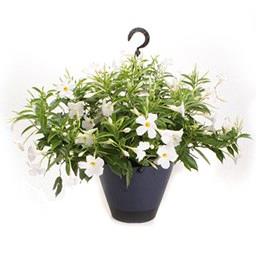 Dipladenia (mandevilla) blanc