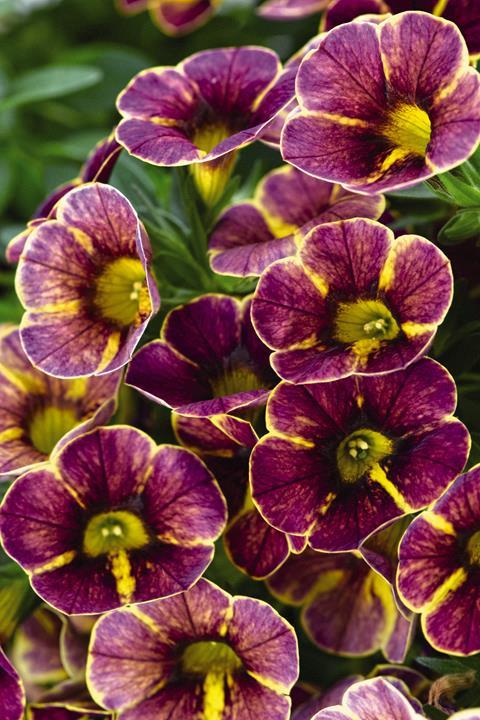 Calibrachoa Calitastic® Marooned