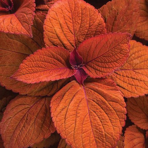 Coleus ColorBlaze® Sedona Sunset®