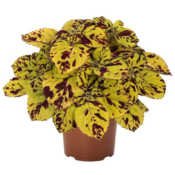 Coleus Stained Glassworks Presidio