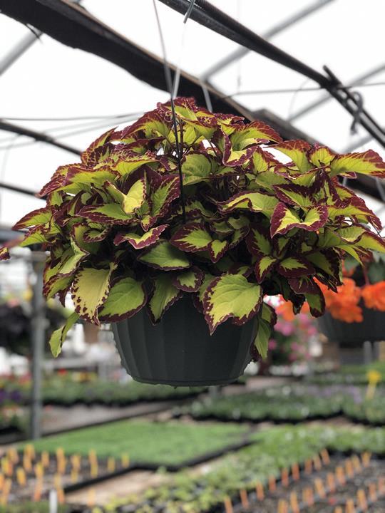 Coleus Stained Glassworks Velvet