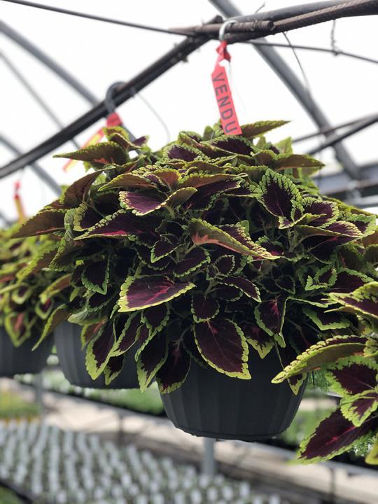 Coleus Main Street Alligator Alley