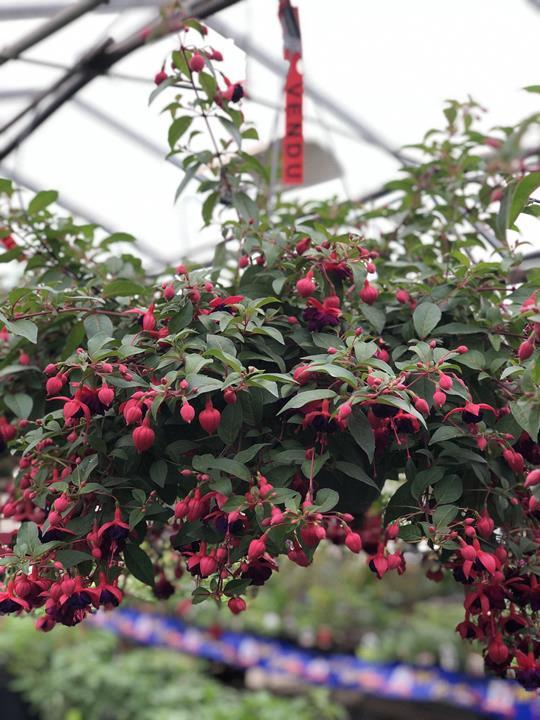 Fuchsia Marinka